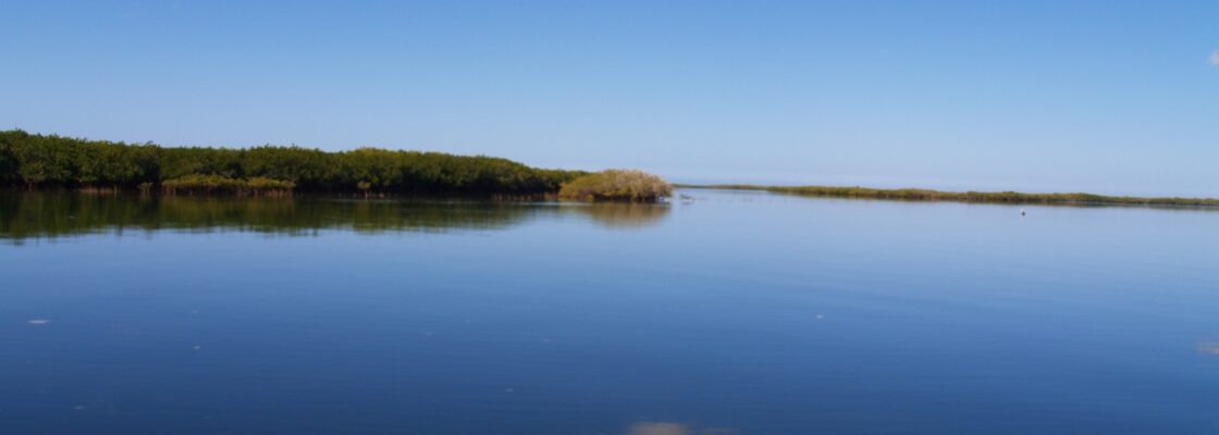 La tranquilidad de los Manglares / The tranquility of the Mangroves