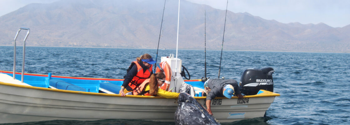 Whale Watching at its best! Magdalena Bay Baja Kayak Tours