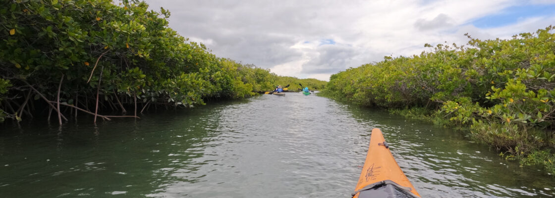 Kayaking in the Mangroves