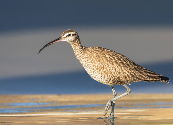 magdalena-bay-wildlife